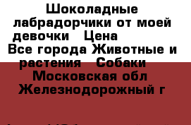 Шоколадные лабрадорчики от моей девочки › Цена ­ 25 000 - Все города Животные и растения » Собаки   . Московская обл.,Железнодорожный г.